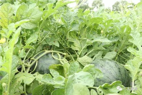 爸爸钓鱼吃瓜,共享悠闲时光