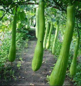 棠下村吃瓜,乡野风情中的清凉一夏