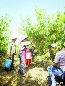 吃瓜亭 桃源深处,桃花源深处的隐世乐园