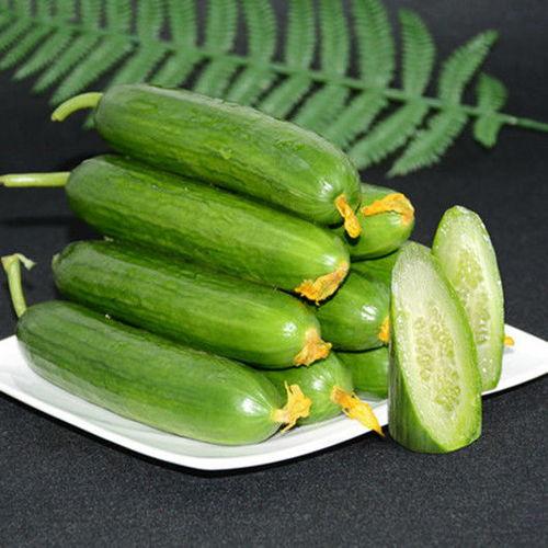 新鲜瓜现吃现摘