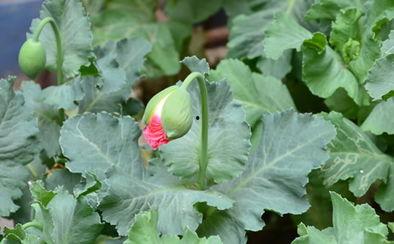 梦见吃王瓜,揭秘吃王瓜的神秘寓意