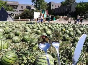 吃瓜校园,吃瓜群众眼中的校园风云录