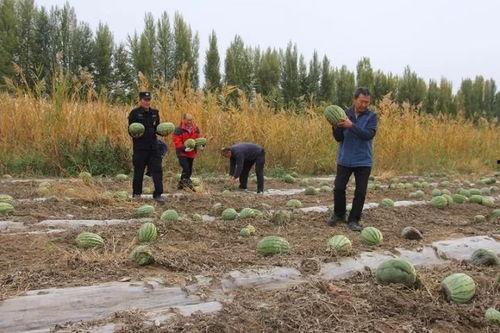 清苑吃瓜群众,揭秘当地热点事件背后的故事