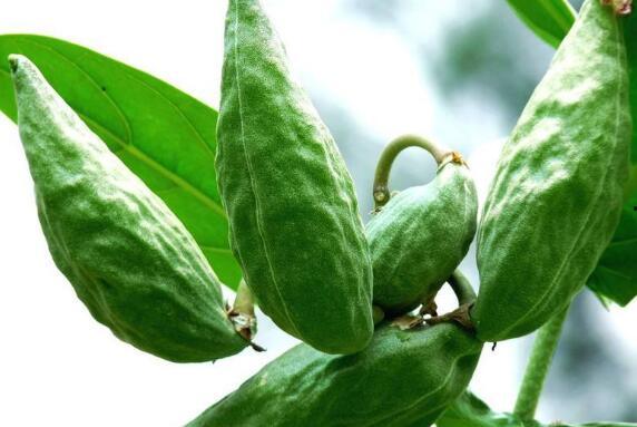 牛杜吃瓜,揭秘娱乐圈的甜蜜与苦涩