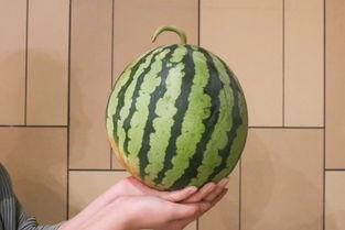 西昌17度月华吃瓜